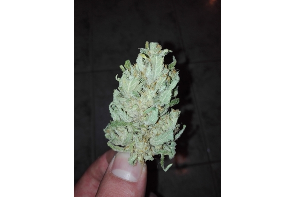 Auto White Widow (Dutch Passion) Feminisoidut Auto White Widow (Dutch Passion) Feminisoidut