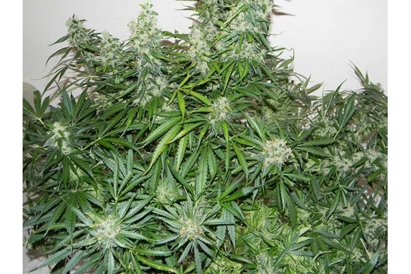Blue Auto Mazar (Dutch Passion) Feminisoidut Blue Auto Mazar (Dutch Passion) Feminisoidut