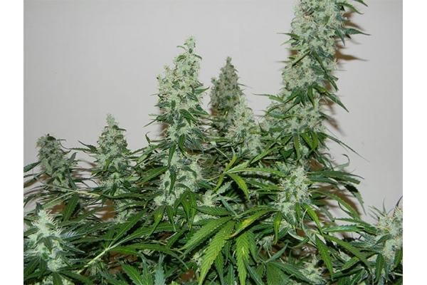 Blue Auto Mazar (Dutch Passion) Feminisoidut Blue Auto Mazar (Dutch Passion) Feminisoidut