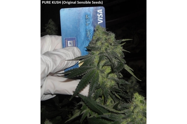 Pure Kush (Original Sensible) Feminisoidut Pure Kush (Original Sensible) Feminisoidut