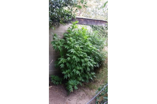 Big Bomb (Bomb Seeds) Feminisoidut Big Bomb (Bomb Seeds) Feminisoidut