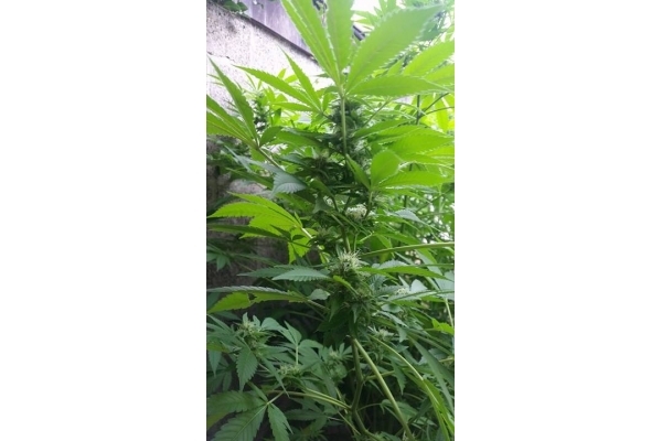 Big Bomb (Bomb Seeds) Feminisoidut Big Bomb (Bomb Seeds) Feminisoidut