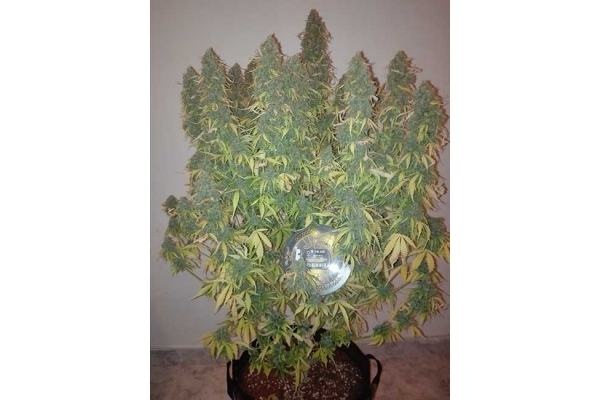 Big Bang Autoflower (Greenhouse Seeds) Feminisoidut Big Bang Autoflower (Greenhouse Seeds) Feminisoidut