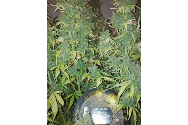 Big Bang Autoflower (Greenhouse Seeds) Feminisoidut Big Bang Autoflower (Greenhouse Seeds) Feminisoidut