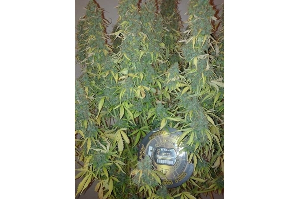 Big Bang Autoflower (Greenhouse Seeds) Feminisoidut Big Bang Autoflower (Greenhouse Seeds) Feminisoidut