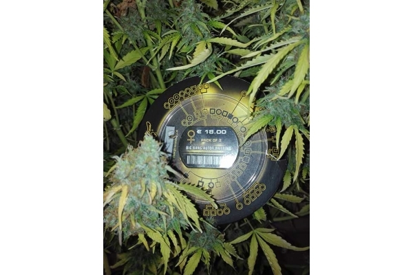 Big Bang Autoflower (Greenhouse Seeds) Feminisoidut Big Bang Autoflower (Greenhouse Seeds) Feminisoidut