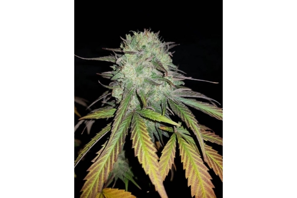 Painkiller XL (Royal Queen Seeds) Feminisoidut Painkiller XL (Royal Queen Seeds) Feminisoidut