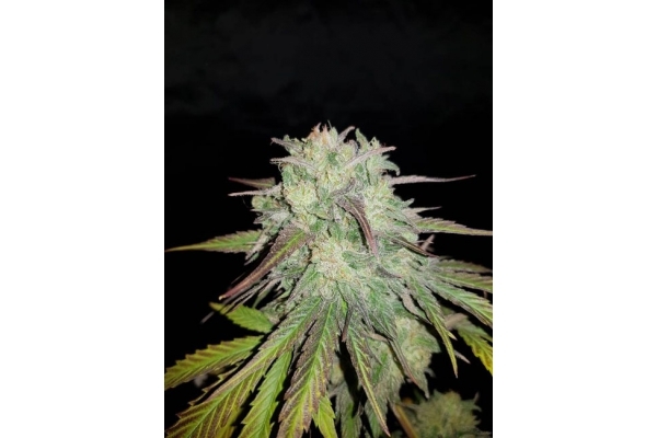 Painkiller XL (Royal Queen Seeds) Feminisoidut Painkiller XL (Royal Queen Seeds) Feminisoidut
