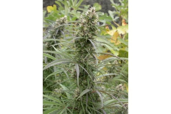 Congo (ACE Seeds) Feminisoidut Congo (ACE Seeds) Feminisoidut