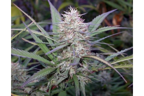 Congo (ACE Seeds) Feminisoidut Congo (ACE Seeds) Feminisoidut