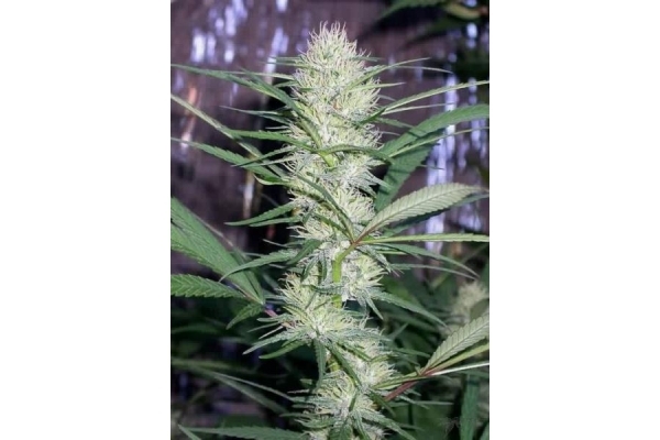 Congo (ACE Seeds) Feminisoidut Congo (ACE Seeds) Feminisoidut
