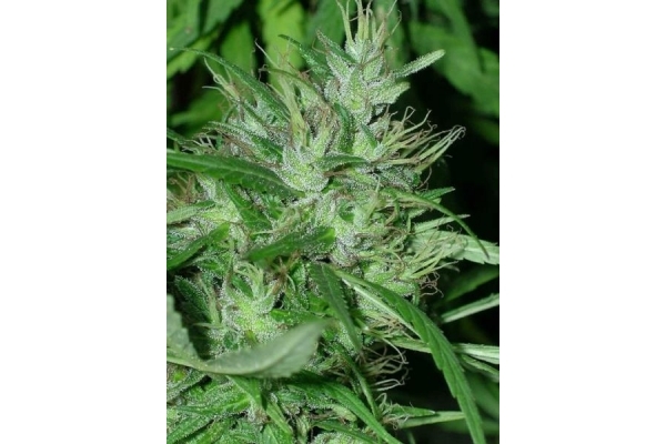 Congo (ACE Seeds) Feminisoidut Congo (ACE Seeds) Feminisoidut