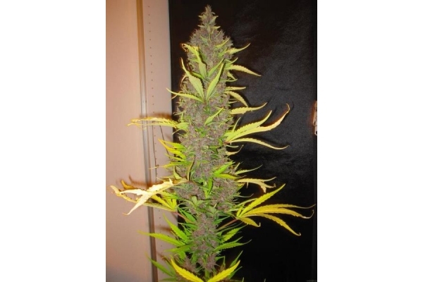 Congo (ACE Seeds) Feminisoidut Congo (ACE Seeds) Feminisoidut