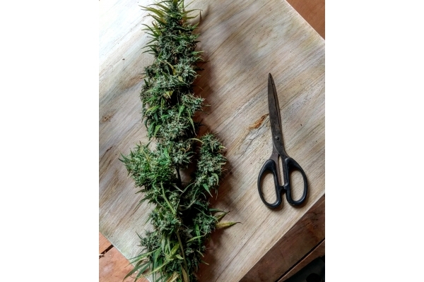 Malawi (ACE Seeds) Feminisoidut Malawi (ACE Seeds) Feminisoidut