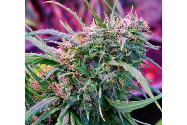 Malawi (ACE Seeds) Feminisoidut Malawi (ACE Seeds) Feminisoidut