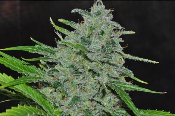 Malawi (ACE Seeds) Feminisoidut Malawi (ACE Seeds) Feminisoidut