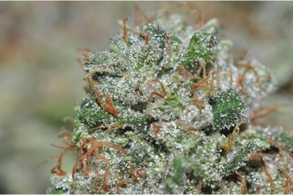 Malawi (ACE Seeds) Feminisoidut Malawi (ACE Seeds) Feminisoidut