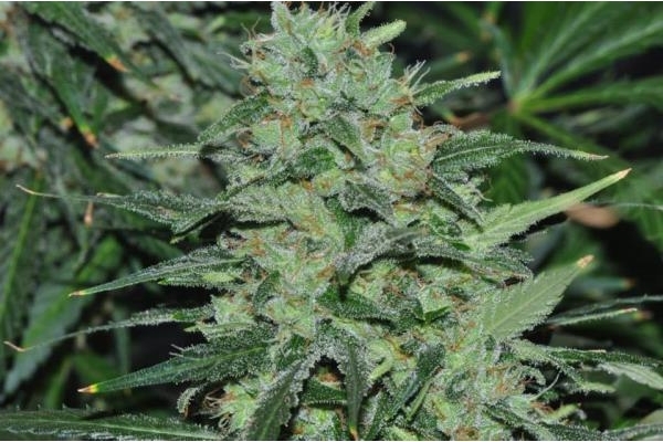 Malawi (ACE Seeds) Feminisoidut Malawi (ACE Seeds) Feminisoidut