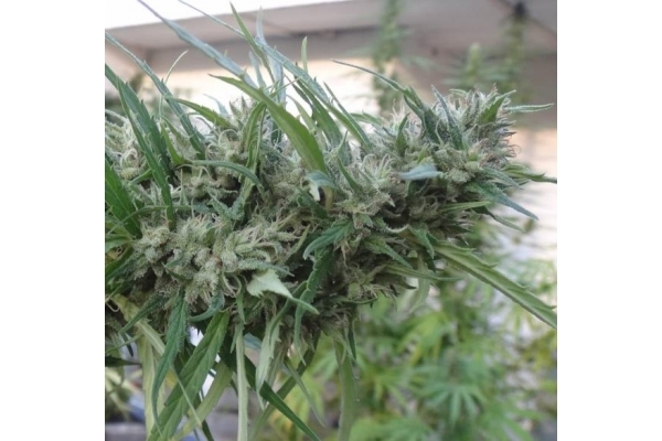 Malawi (ACE Seeds) Feminisoidut Malawi (ACE Seeds) Feminisoidut