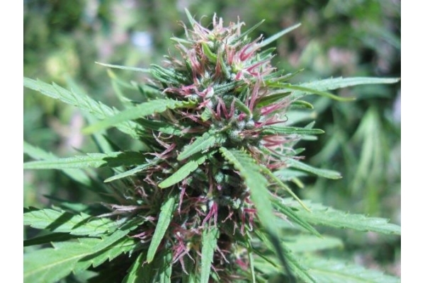 Malawi (ACE Seeds) Feminisoidut Malawi (ACE Seeds) Feminisoidut