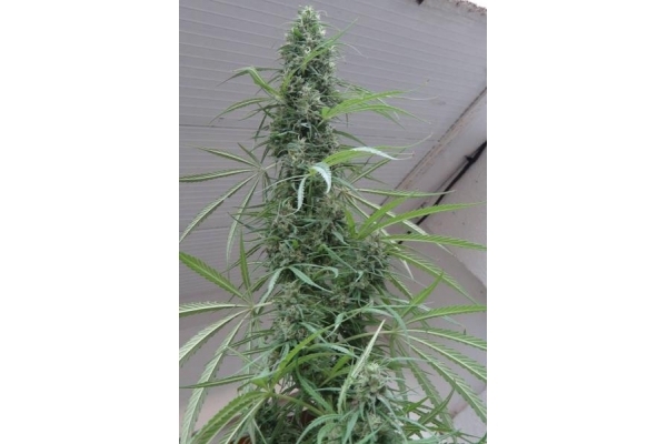 Golden Tiger (ACE Seeds) Feminisoidut Golden Tiger (ACE Seeds) Feminisoidut