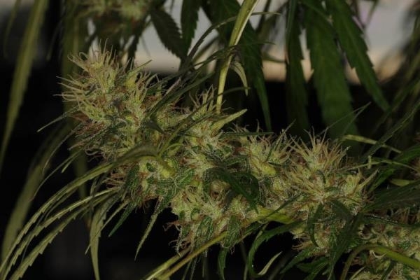 Golden Tiger (ACE Seeds) Feminisoidut Golden Tiger (ACE Seeds) Feminisoidut