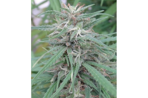Golden Tiger (ACE Seeds) Feminisoidut Golden Tiger (ACE Seeds) Feminisoidut
