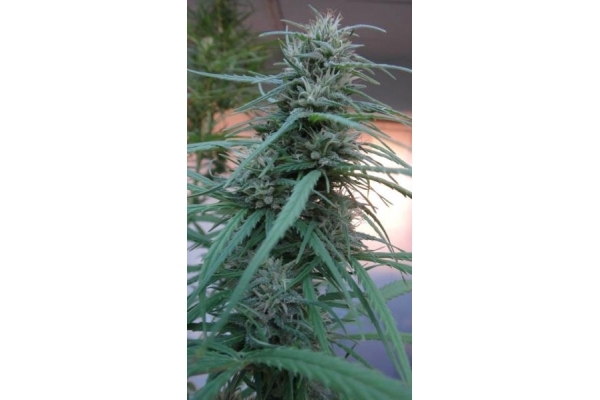 Golden Tiger (ACE Seeds) Feminisoidut Golden Tiger (ACE Seeds) Feminisoidut