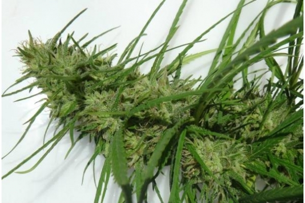 Golden Tiger (ACE Seeds) Feminisoidut Golden Tiger (ACE Seeds) Feminisoidut