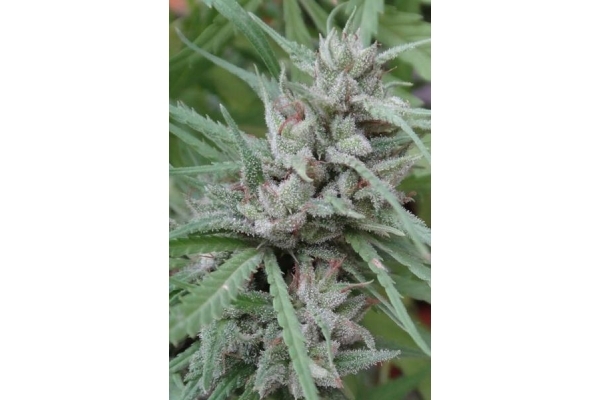 Golden Tiger (ACE Seeds) Feminisoidut Golden Tiger (ACE Seeds) Feminisoidut