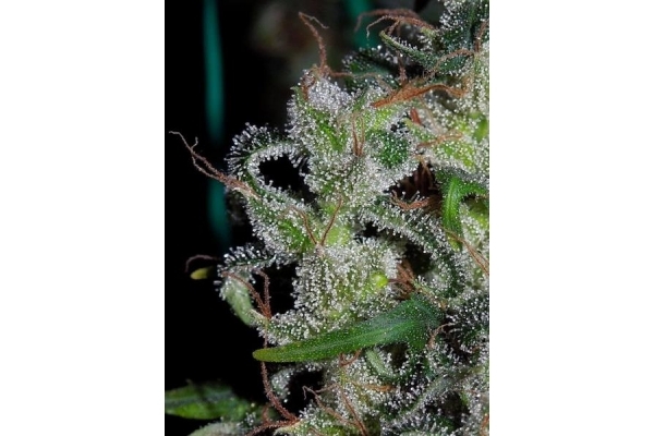 Zamaldelica (ACE Seeds) Feminisoidut Zamaldelica (ACE Seeds) Feminisoidut