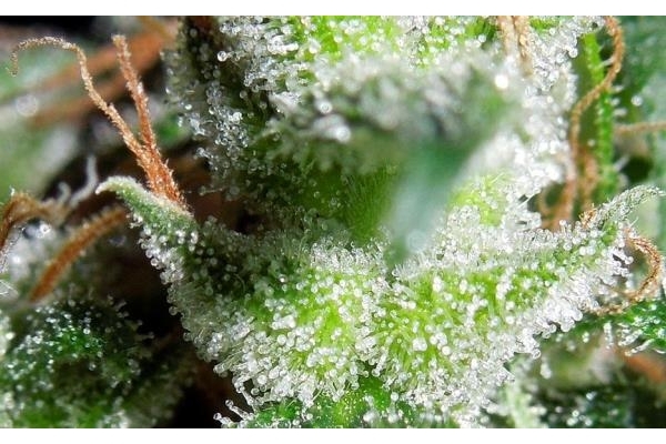 Zamaldelica (ACE Seeds) Feminisoidut Zamaldelica (ACE Seeds) Feminisoidut