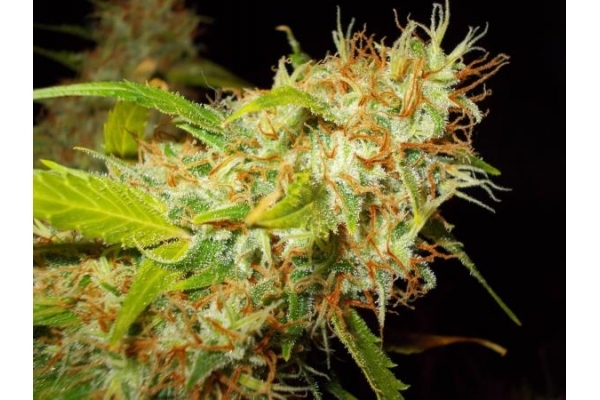 Zamaldelica (ACE Seeds) Feminisoidut Zamaldelica (ACE Seeds) Feminisoidut