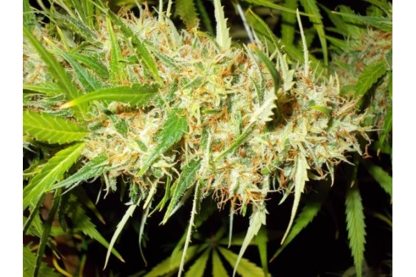Zamaldelica (ACE Seeds) Feminisoidut Zamaldelica (ACE Seeds) Feminisoidut