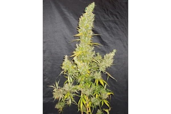 Zamaldelica (ACE Seeds) Feminisoidut Zamaldelica (ACE Seeds) Feminisoidut