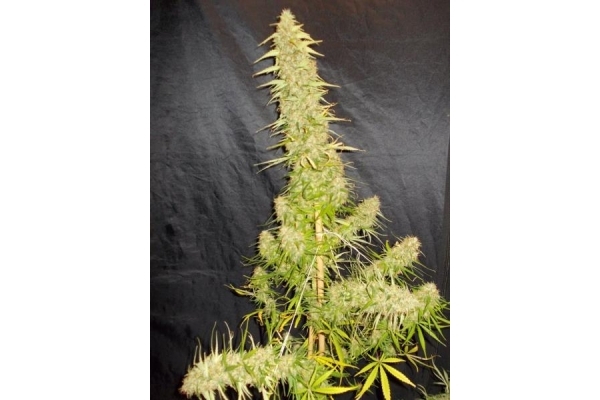 Zamaldelica (ACE Seeds) Feminisoidut Zamaldelica (ACE Seeds) Feminisoidut