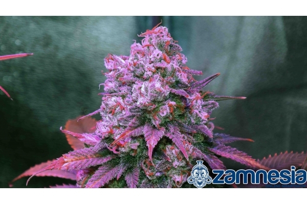 Blue Dream (Zamnesia Seeds) Feminisoidut Blue Dream (Zamnesia Seeds) Feminisoidut