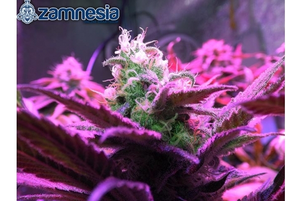 Blue Dream (Zamnesia Seeds) Feminisoidut Blue Dream (Zamnesia Seeds) Feminisoidut