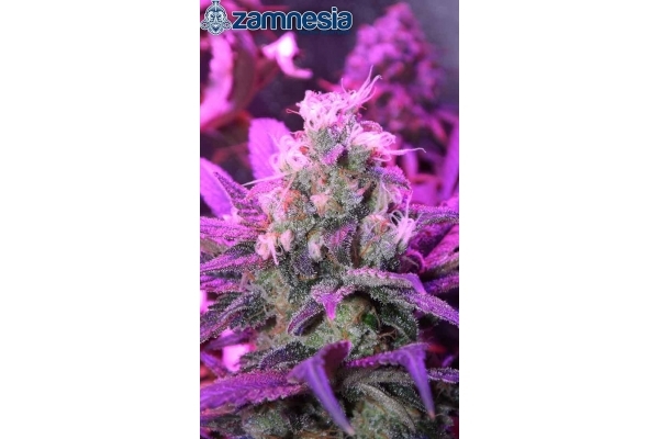 Blue Dream (Zamnesia Seeds) Feminisoidut Blue Dream (Zamnesia Seeds) Feminisoidut