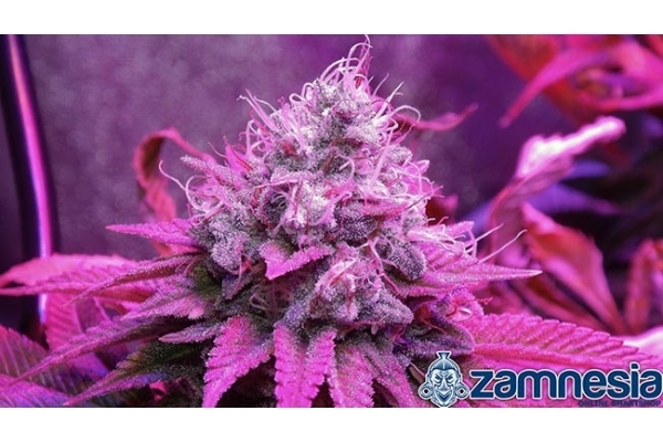 Blue Dream (Zamnesia Seeds) Feminisoidut Blue Dream (Zamnesia Seeds) Feminisoidut