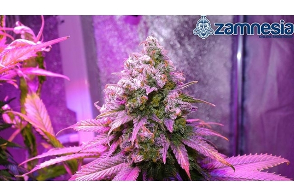Blue Dream (Zamnesia Seeds) Feminisoidut Blue Dream (Zamnesia Seeds) Feminisoidut