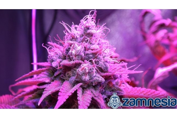 Blue Dream (Zamnesia Seeds) Feminisoidut Blue Dream (Zamnesia Seeds) Feminisoidut