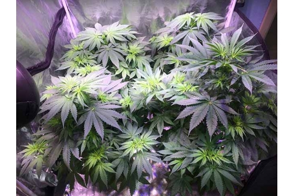 Blue Dream (Zamnesia Seeds) Feminisoidut Blue Dream (Zamnesia Seeds) Feminisoidut