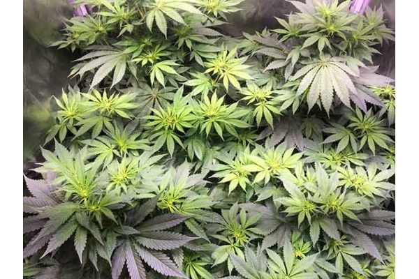 Blue Dream (Zamnesia Seeds) Feminisoidut Blue Dream (Zamnesia Seeds) Feminisoidut