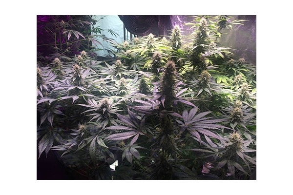 Blue Dream (Zamnesia Seeds) Feminisoidut Blue Dream (Zamnesia Seeds) Feminisoidut