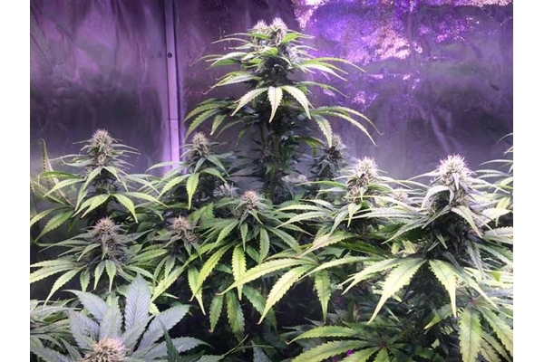 Blue Dream (Zamnesia Seeds) Feminisoidut Blue Dream (Zamnesia Seeds) Feminisoidut