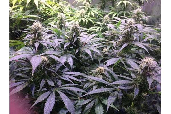 Blue Dream (Zamnesia Seeds) Feminisoidut Blue Dream (Zamnesia Seeds) Feminisoidut