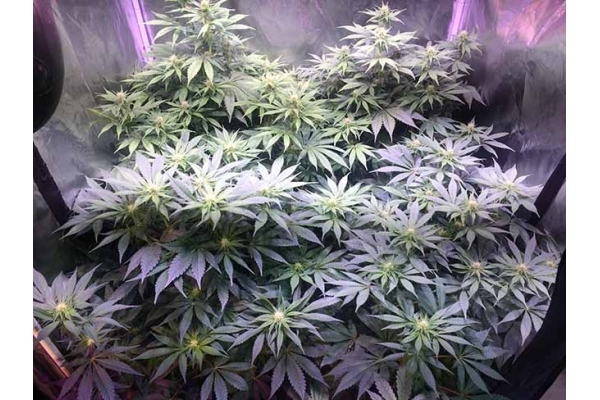 Blue Dream (Zamnesia Seeds) Feminisoidut Blue Dream (Zamnesia Seeds) Feminisoidut