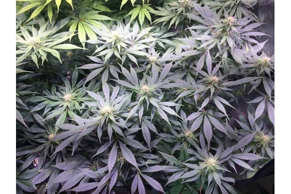 Blue Dream (Zamnesia Seeds) Feminisoidut Blue Dream (Zamnesia Seeds) Feminisoidut
