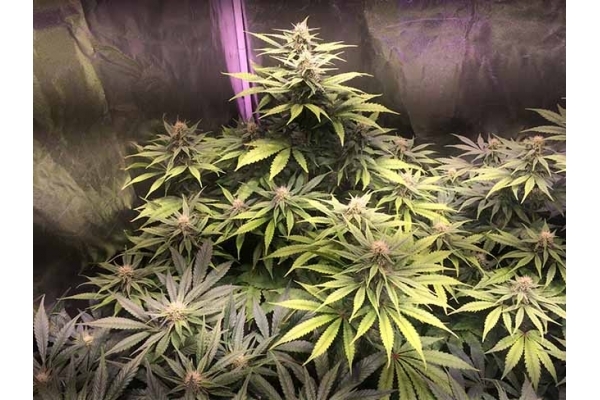 Blue Dream (Zamnesia Seeds) Feminisoidut Blue Dream (Zamnesia Seeds) Feminisoidut